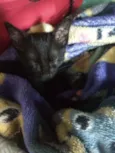 Gatos
