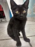 Gatos