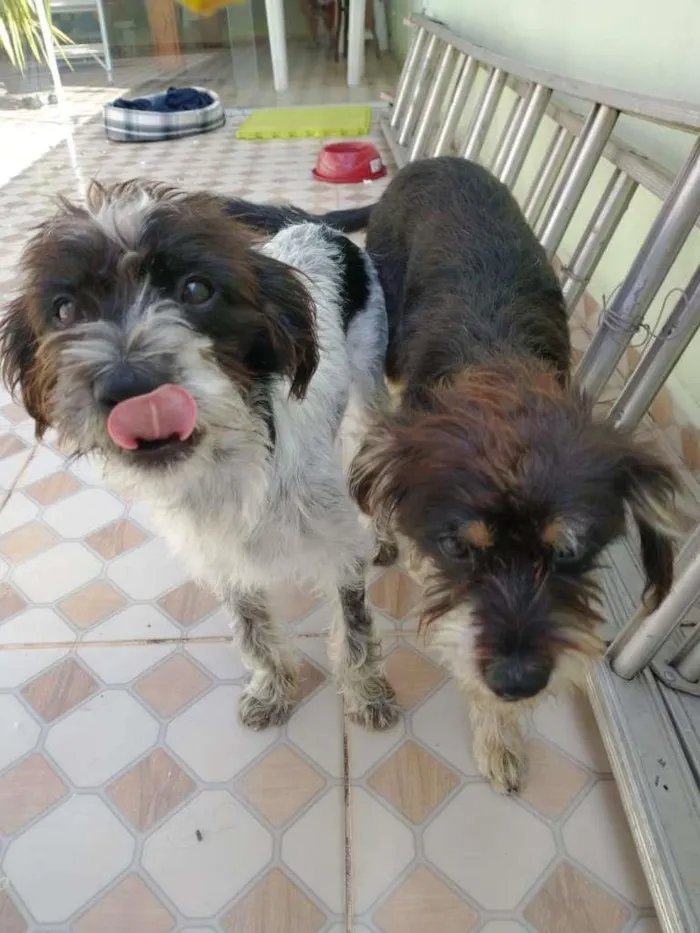 Cachorro ra a SRD-ViraLata idade 7 a 11 meses nome Otavio