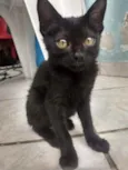 Gatos