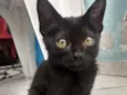 Gatos