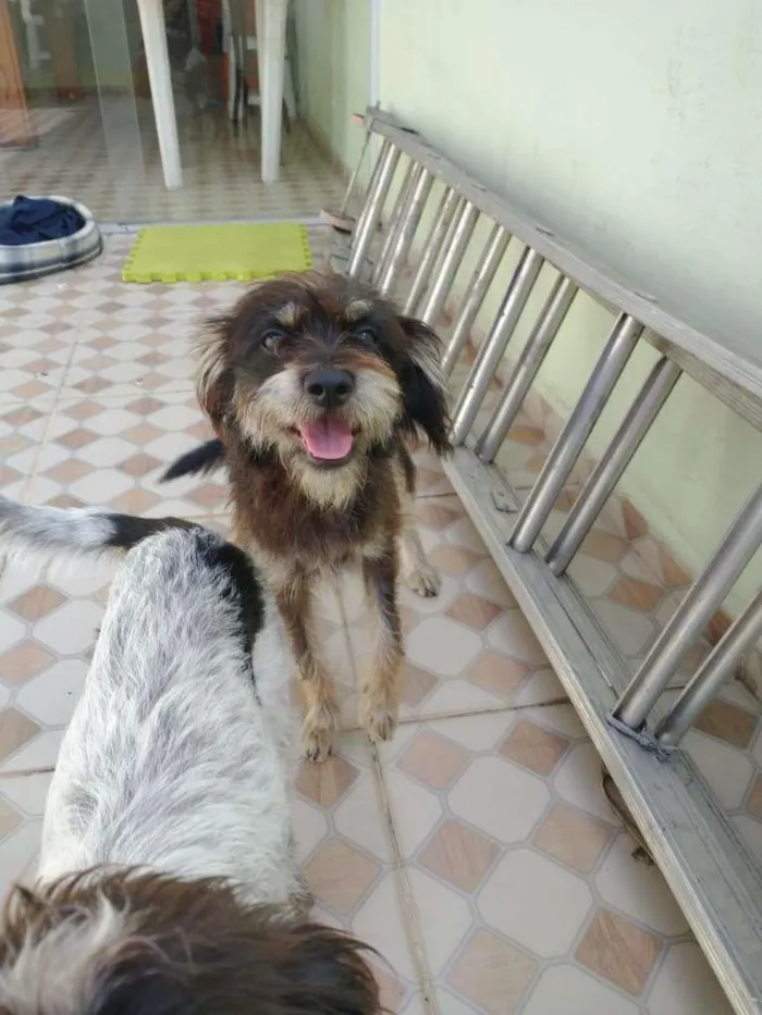 Cachorro ra a SRD-ViraLata idade 7 a 11 meses nome Jorge