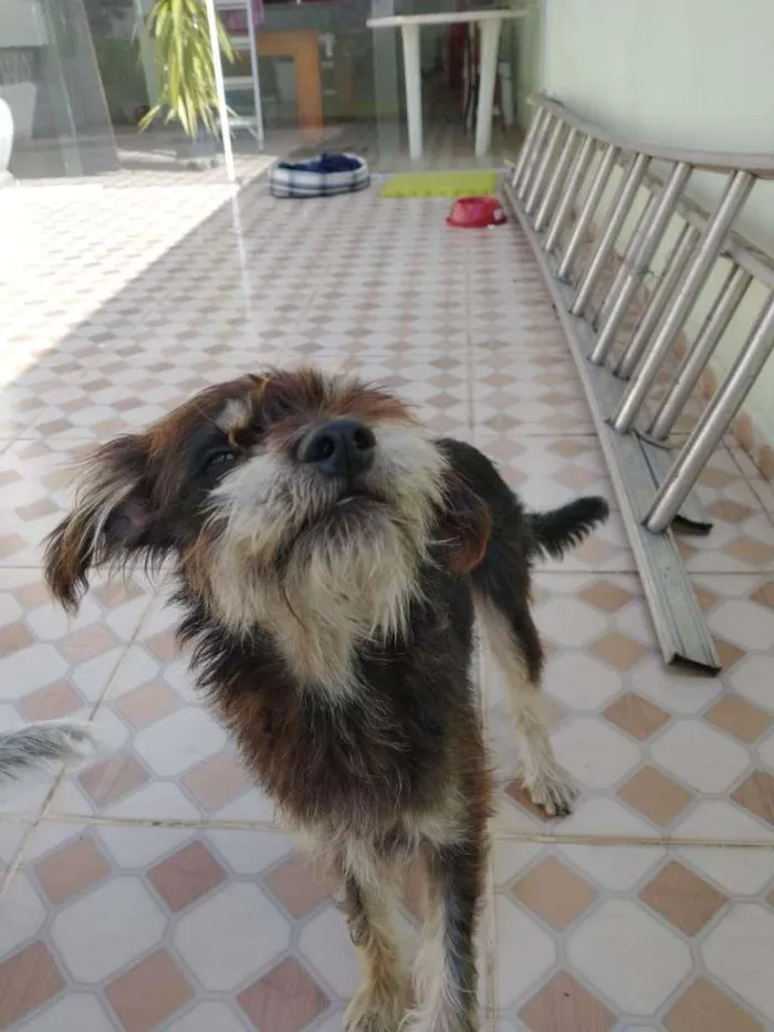 Cachorro ra a SRD-ViraLata idade 7 a 11 meses nome Jorge