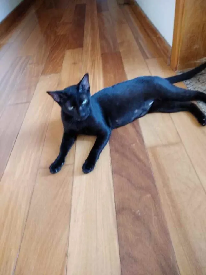 Gato raça Srd idade 7 a 11 meses nome Amanda lindíssima 