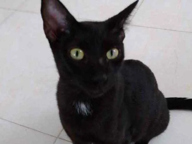 Gato raça Srd idade 7 a 11 meses nome Amanda lindíssima 