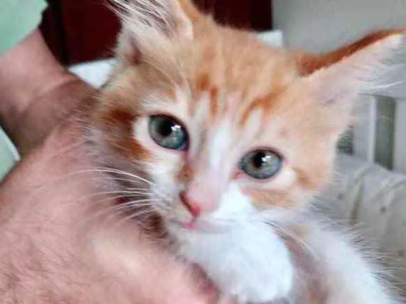 Gato raça Srd idade 2 a 6 meses nome Sophie Linda 