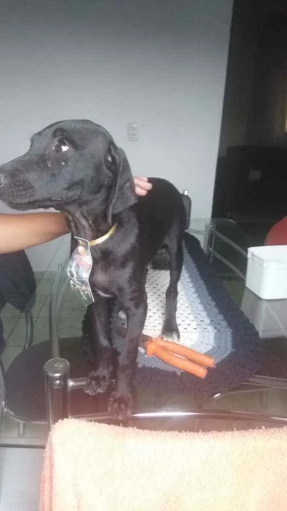 Cachorro raça Mestiço/poodle com vira lata idade 2 a 6 meses nome Sem nome