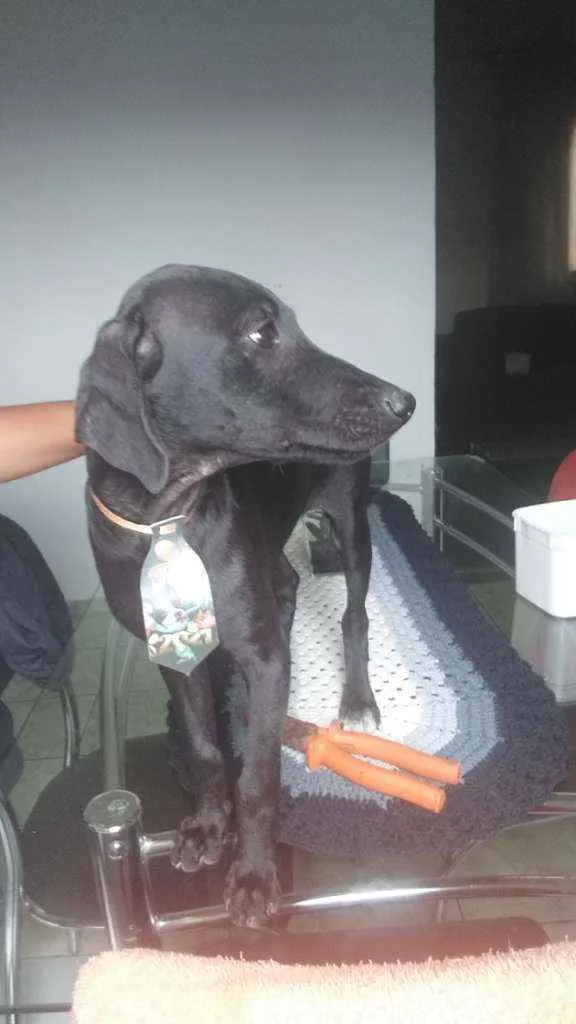 Cachorro raça Mestiço/poodle com vira lata idade 2 a 6 meses nome Sem nome