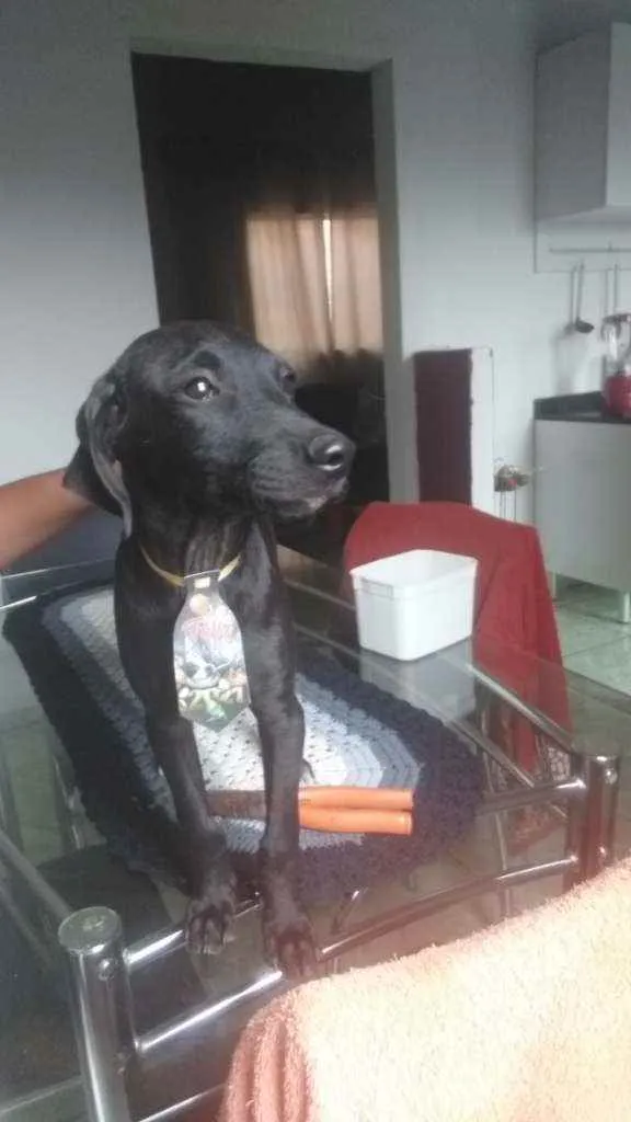 Cachorro raça Mestiço/poodle com vira lata idade 2 a 6 meses nome Sem nome