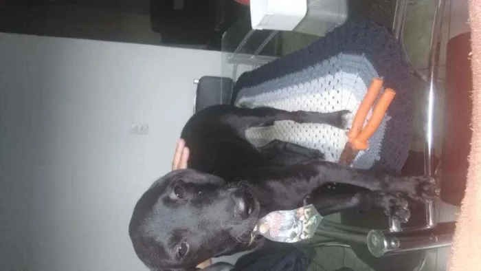Cachorro raça Mestiço/poodle com vira lata idade 2 a 6 meses nome Sem nome