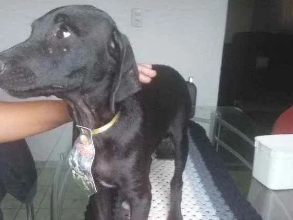 Cachorro raça Mestiço/poodle com vira lata idade 2 a 6 meses nome Sem nome