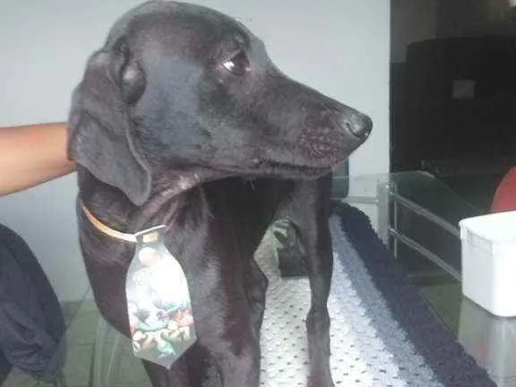 Cachorro raça Mestiço/poodle com vira lata idade 2 a 6 meses nome Sem nome
