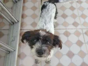 Cachorro raça SRD-ViraLata idade 7 a 11 meses nome Otavio