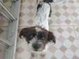 Otavio