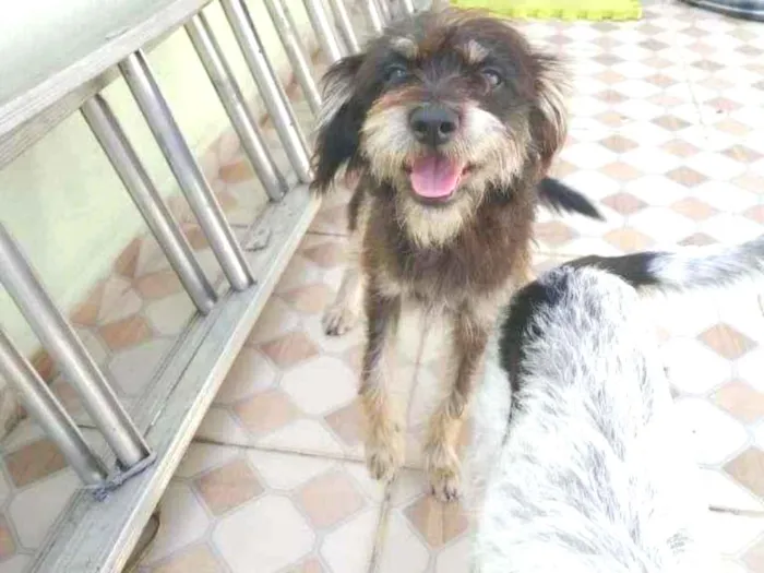 Cachorro ra a SRD-ViraLata idade 7 a 11 meses nome Jorge