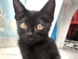 Gatos