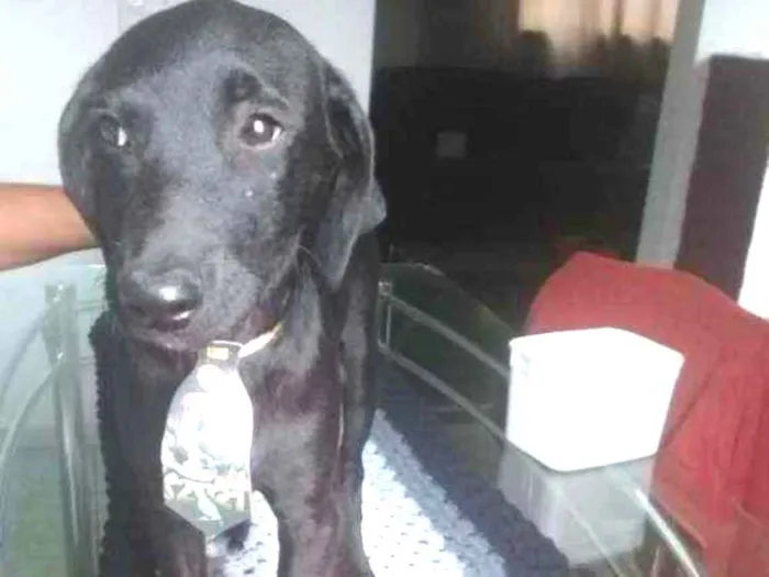Cachorro raça Mestiço/poodle com vira lata idade 2 a 6 meses nome Sem nome