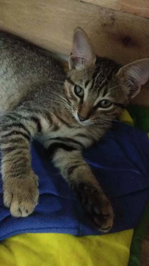 Gato raça Vira lata idade 2 a 6 meses nome Mia