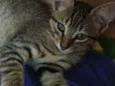 Mia