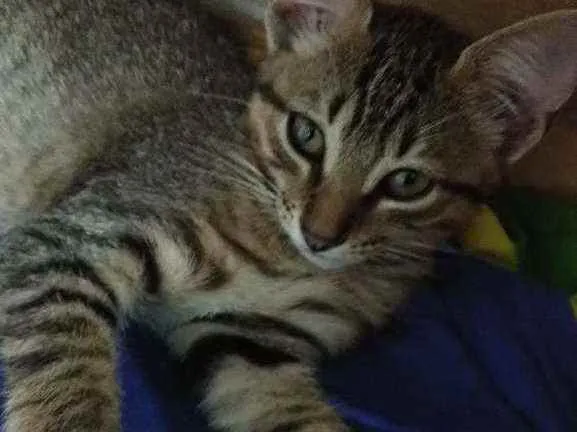 Gato raça Vira lata idade 2 a 6 meses nome Mia