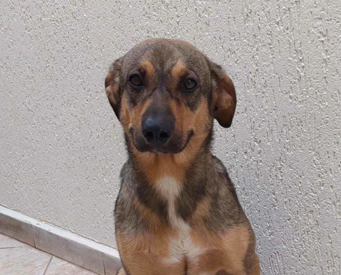 Cachorro raça Srd idade 7 a 11 meses nome Ted