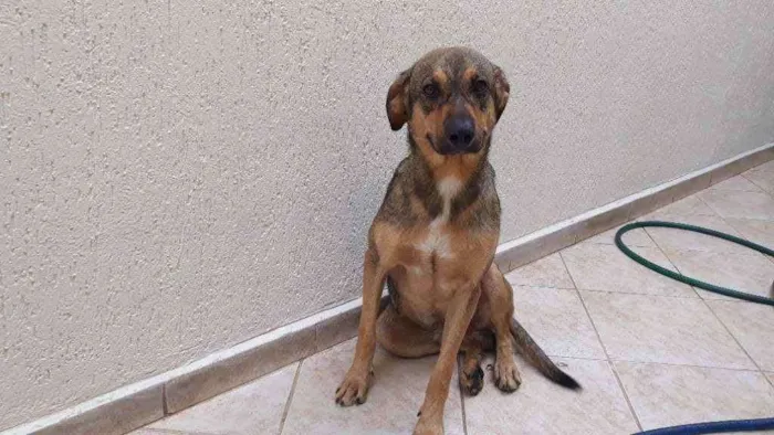 Cachorro raça Srd idade 7 a 11 meses nome Ted