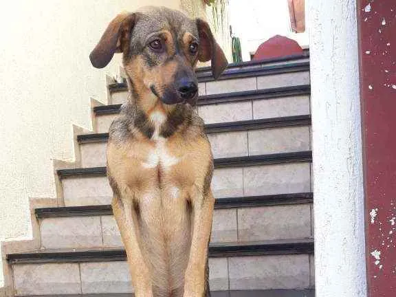 Cachorro raça Srd idade 7 a 11 meses nome Ted