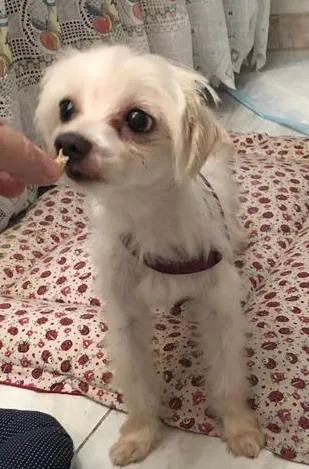 Cachorro ra a Maltês idade 4 anos nome Tito