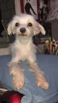 Tito