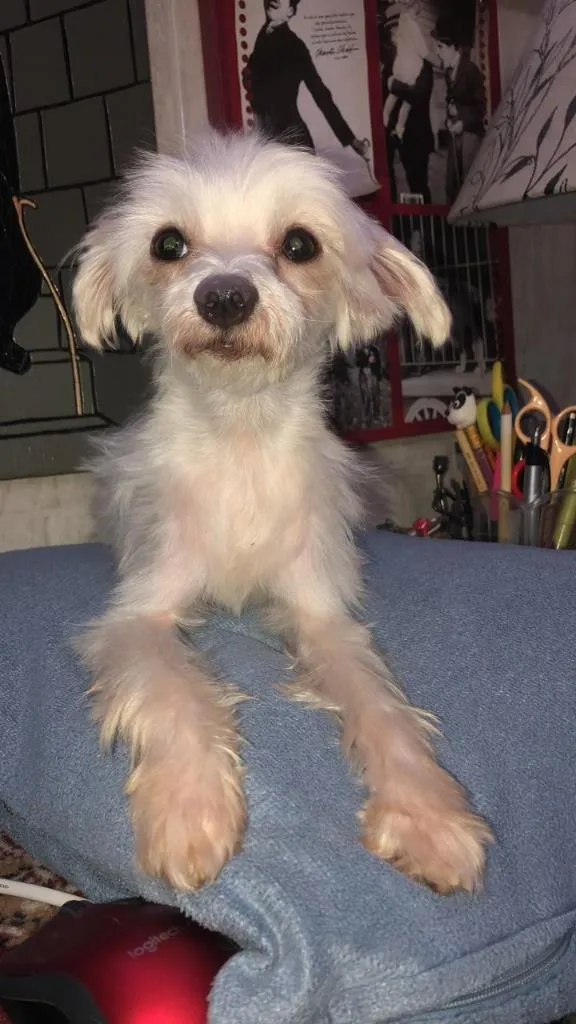 Cachorro ra a Maltês idade 4 anos nome Tito
