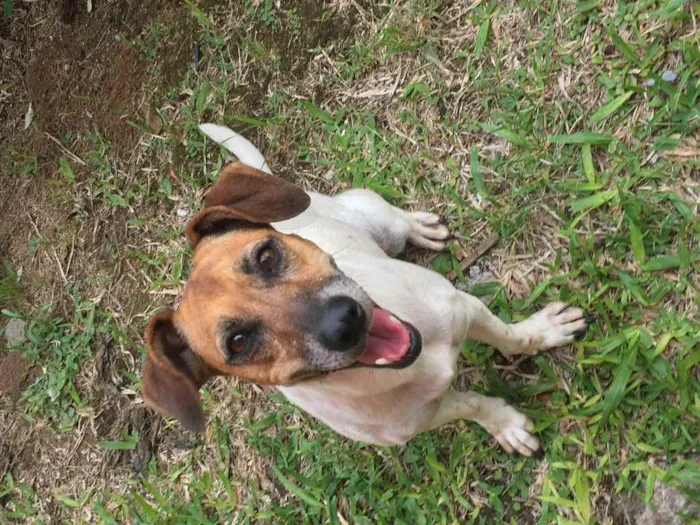 Cachorro ra a Misturada com linguicinha idade 6 ou mais anos nome Belinha