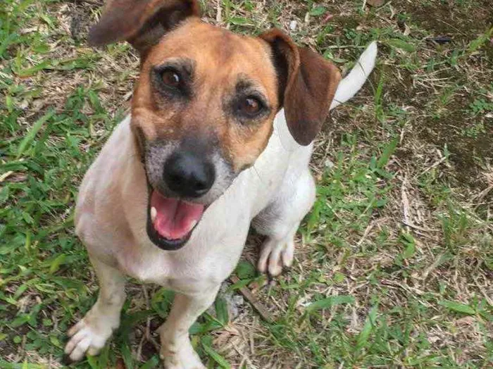 Cachorro ra a Misturada com linguicinha idade 6 ou mais anos nome Belinha