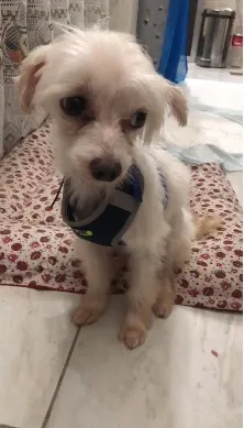 Cachorro ra a Maltês idade 4 anos nome Tito