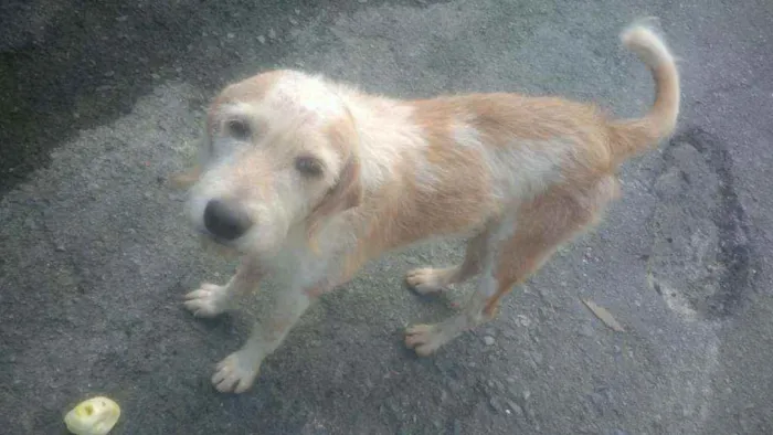 Cachorro raça Cookies  idade 5 anos nome FIDEL