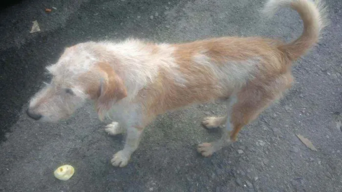 Cachorro raça Cookies  idade 5 anos nome FIDEL