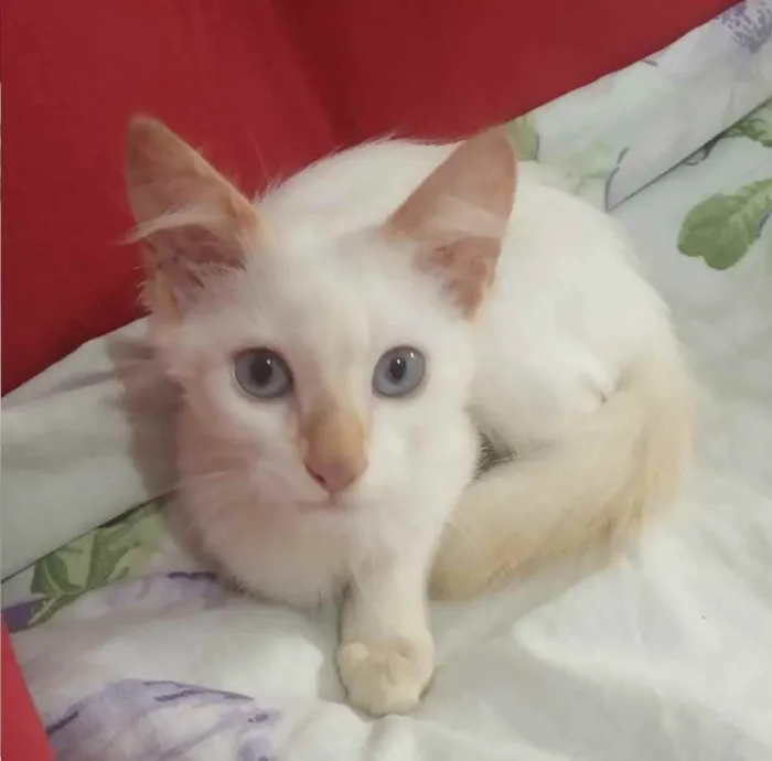 Gato ra a SRD idade 2 a 6 meses nome Cocada