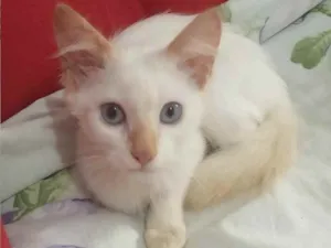 Gato raça SRD idade 2 a 6 meses nome Cocada
