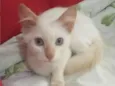 Cocada