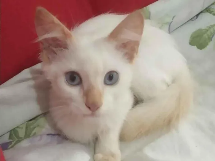 Gato ra a SRD idade 2 a 6 meses nome Cocada