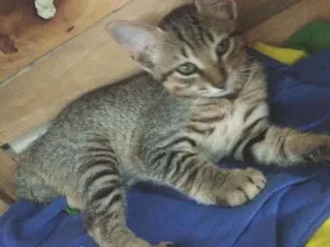 Gato raça Vira lata idade 2 a 6 meses nome Mia