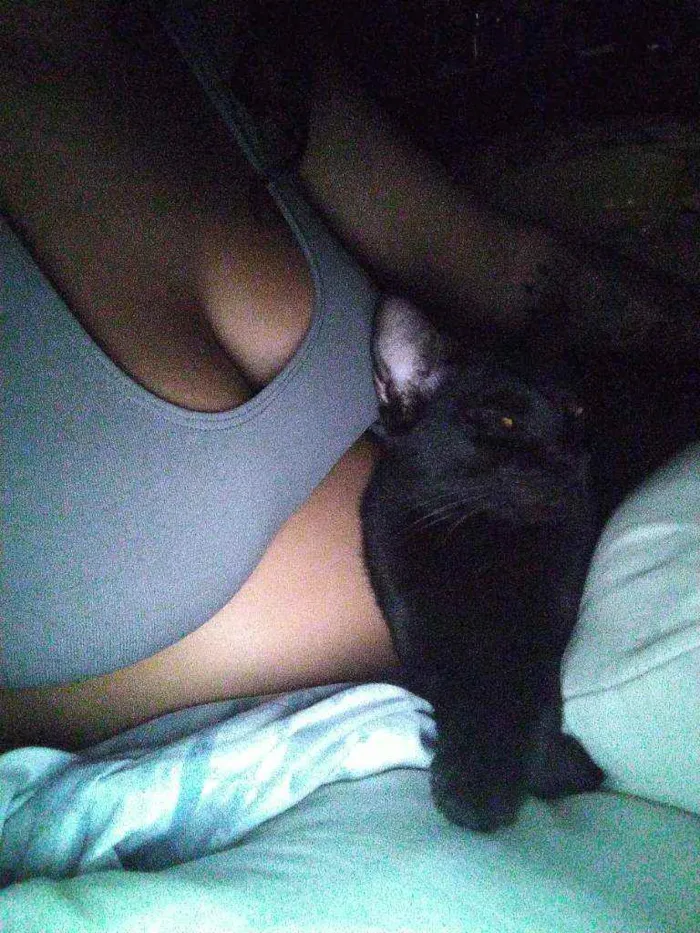 Gato ra a Vira lata  idade 7 a 11 meses nome Gum