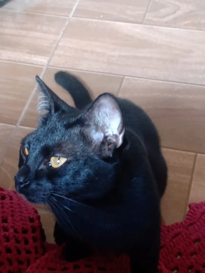 Gato ra a Vira lata  idade 7 a 11 meses nome Gum