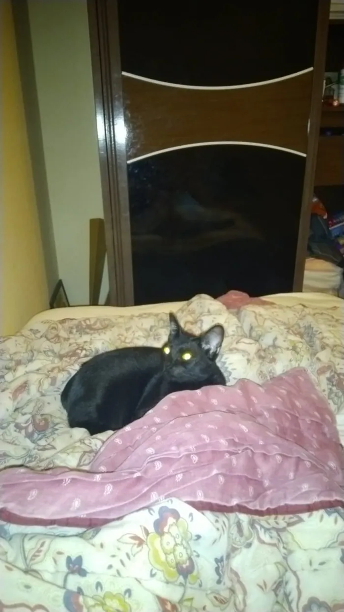 Gato ra a Vira lata  idade 7 a 11 meses nome Gum