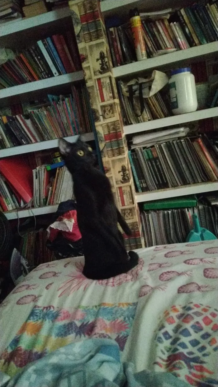 Gato ra a Vira lata  idade 7 a 11 meses nome Gum