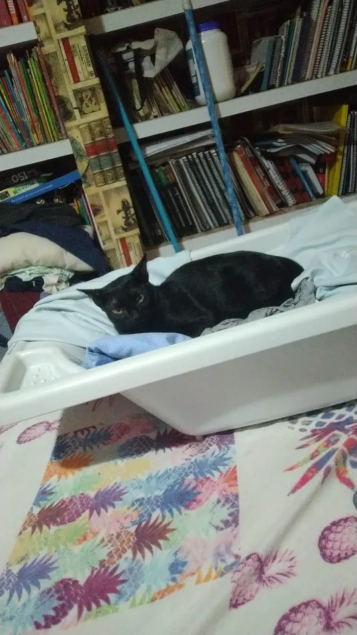 Gato ra a Vira lata  idade 7 a 11 meses nome Gum