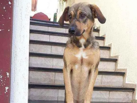 Cachorro raça Srd idade 7 a 11 meses nome Ted