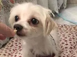 Cachorro ra a Maltês idade 4 anos nome Tito