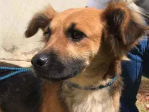 Cachorro raça Vira lata  idade 1 ano nome Zezinho 