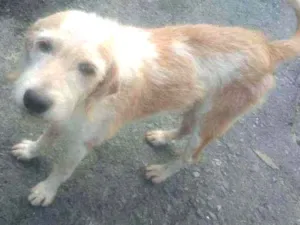 Cachorro raça Cookies  idade 5 anos nome FIDEL