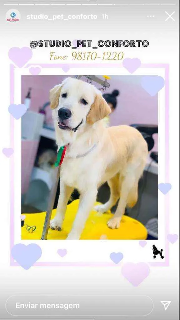 Cachorro raça Golden Retriever idade 7 a 11 meses nome Thor